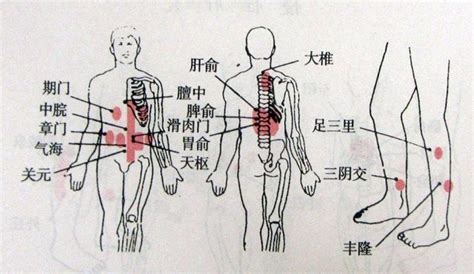 脾胃位置